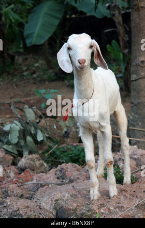 cute baby goat lonely looking goatling kid Stock Photo