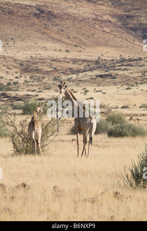 Palmwag, Lodge,Uniab River, NorthWest Damarland,Namibia Stock Photo