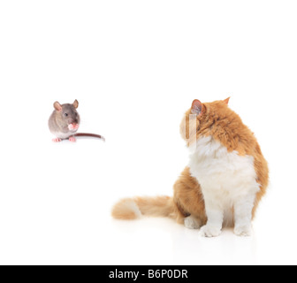 Cat watching a mouse Stock Photo