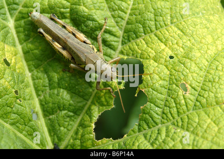 Bug Grasshopper Pest Insect eating Capsicum Chili pepper Stock Photo ...