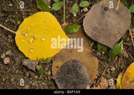 Fallen Aspen leafs laying on the ground with dew drops on them in the foothills near Boulder Colorado. Stock Photo