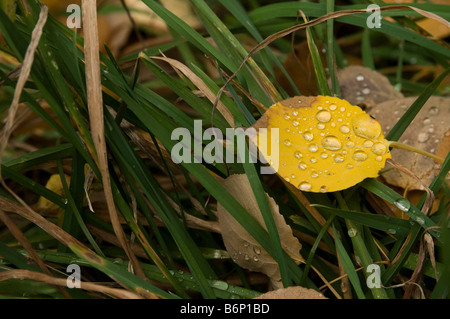 Golden Aspen leaf laying on green grass with fresh dew drops near Boulder Colorado. Stock Photo