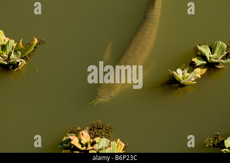 Arahuana Silver Arowana or Arahuana Osteoglossum bicirrosum Amazonian fish Stock ...