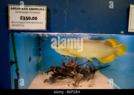 Asian green arowana Scleropages formosus aka Asian bonytongue or dragon fish Stock Photo