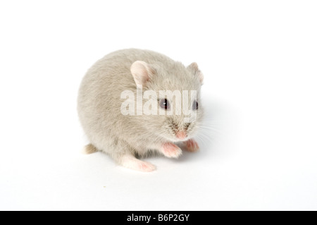 Campbell's Russian dwarf hamster Phodopus campbelli opal Stock Photo