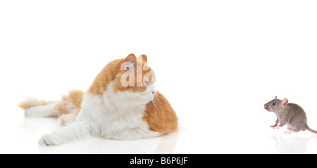 Cat staring at a mouse Stock Photo