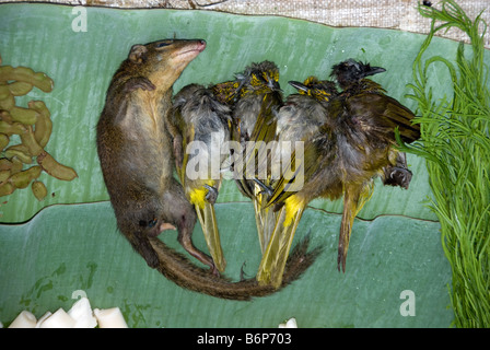 Jungle tucker - tree shrew and song birds - on sale in the morning market, Luang Prabang Stock Photo