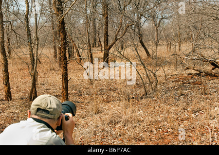 wildlife photographer takes pictures of wild cheetah gepard Acinonyx jubatus lay lying in shade male perfectly camouflaged camou Stock Photo