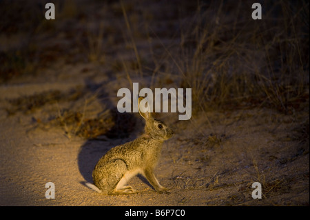 wild SCRUB HARE Lepes saxatilis at night roadside nocturnal animal south-Afrika desert south africa crossing road way tele photo Stock Photo