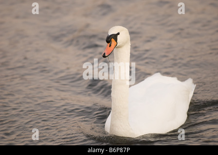 Mute Swan Drifting Stock Photo