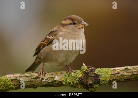 House sparrow passer domesticus perched on lichen covered branch Stock Photo