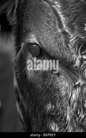 Close up black and white image of an Aberdeen Angus Calf Peak District September 2008 Stock Photo