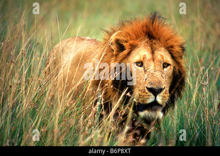 Lion in Masai Mara Kenya Stock Photo