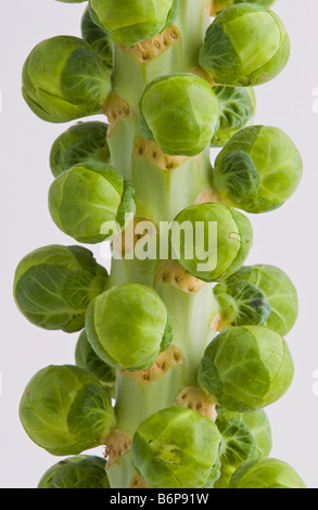 Brussels sprouts tree left on the stalk to preserve freshness grown in Lincolnshire for Sainsburys sold in UK Stock Photo