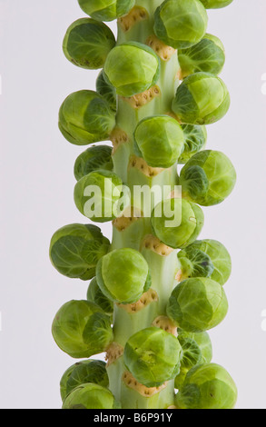 Brussels sprouts tree left on the stalk to preserve freshness grown in Lincolnshire for Sainsburys sold in UK Stock Photo