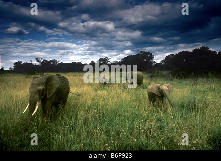 Elephants in Masai Mara Stock Photo