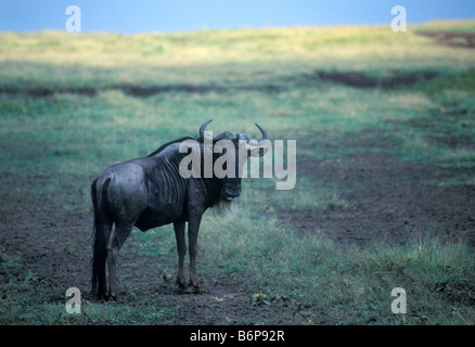 Safari wildebees in Kenia Stock Photo