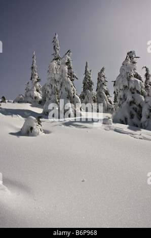 Soft moonlit snow on alpine Douglas Firs at Mount Baker, Washington Stock Photo