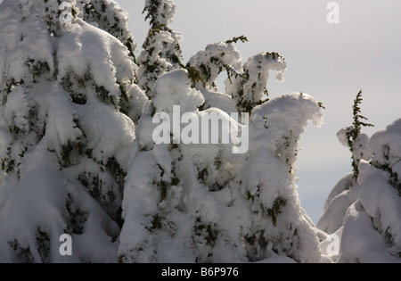 Soft moonlit snow on alpine Douglas Firs at Mount Baker, Washington Stock Photo