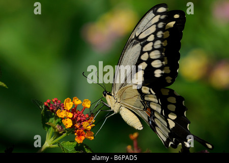 Giant Swallowtail Butterfly feeding on Lantana camara Stock Photo