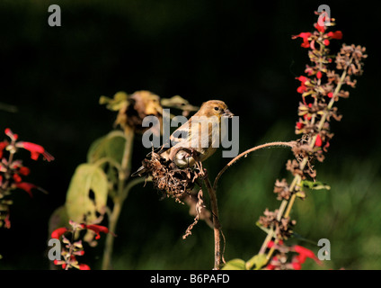 Female American Goldfinch perched on a sunflower head. Stock Photo