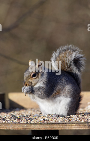 Gray Squirrel Sciurus carolinensis feeding on bird table Summer Leys Northampton Stock Photo
