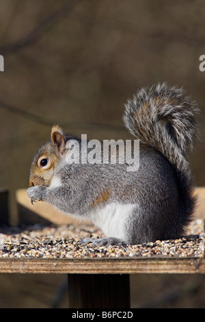 Gray Squirrel Sciurus carolinensis feeding on bird table Summer Leys Northampton Stock Photo