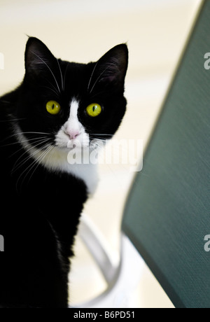 Black and White Cat with Green Eyes on a Bed A close-up portrait of a ...