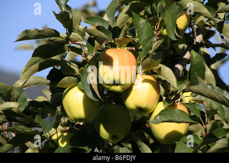 apples ripening in an orchard in Italy Val Venosta Vinschgau South Tyrol Alto Adige Sud Tirol Stock Photo