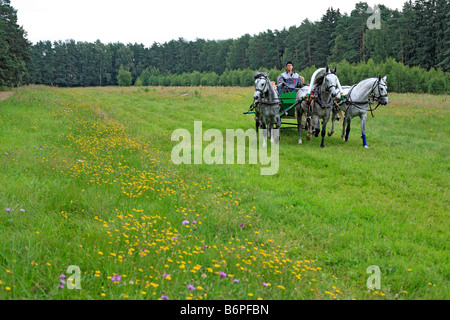 Troika, Russian traditional horse team driving, Moscow region, Russia Stock Photo