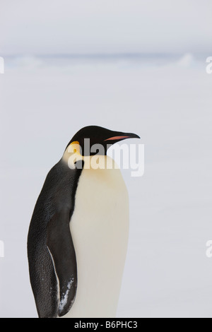 Portrait of 1 Emperor Penguin standing profile on the Antarctic fast ice in the Weddell Sea. Stock Photo