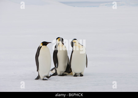 Group of Emperor Penguins standing on frozen sea water or fast ice in Weddell Sea of Antarctica. Stock Photo