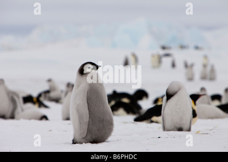 Adorable cute Emperor Penguin chick baby penguin Downy soft looking standing on ice and snow in the Snow Hill rookery Weddell Sea Antarctica Stock Photo