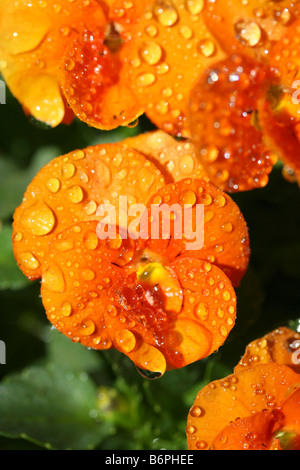 Droplets in pansy. Viola tricolor Stock Photo