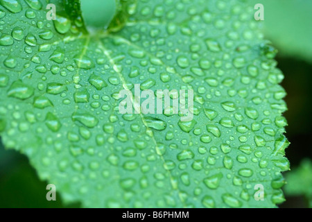 Leaf with droplets Stock Photo