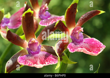 Orchid Zygopetalum hybr Stock Photo