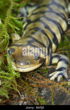 Ambystoma mavortium - tigrinum  Barred Tiger salamander Stock Photo