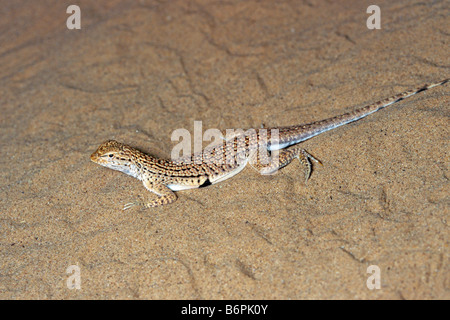 Sonoran Desert Fringe-toed Lizard Uma notata Stock Photo