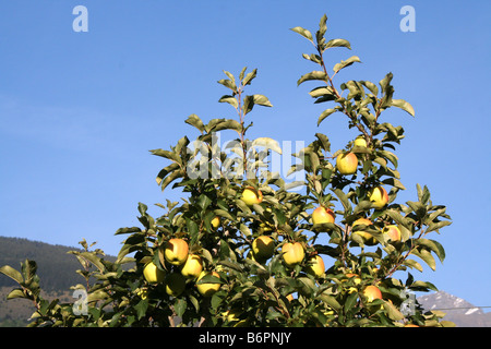apples ripening in an orchard in Val venosta Vinschgau in Italy South Tyrol Sud Tirol Alto Adige Stock Photo