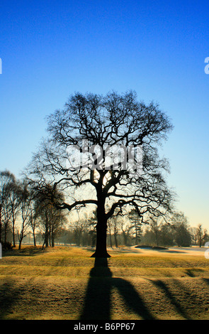 A tree on Fulford golf course York Stock Photo