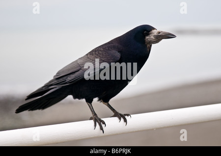 Rook : Corvus frugilegus, standing on seaside railings Stock Photo