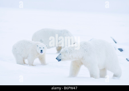 polar bears Ursus maritimus spring cubs plays with a 2 year old bear as its mother keeps a close eye on the pack ice Stock Photo