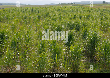 Chinese Silver Grass, Tiger Grass (Miscanthus x giganteus, Miscanthus sinensis giganteus), one year old experimental field Stock Photo