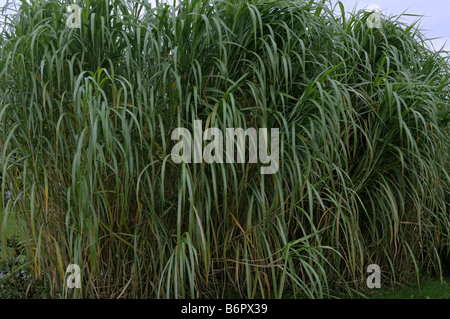 Chinese Silver Grass, Tiger Grass (Miscanthus x giganteus). After the third year the plant reach full size Stock Photo