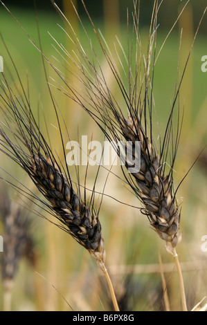 Rivet Wheat (Triticum turgidum), ears Stock Photo