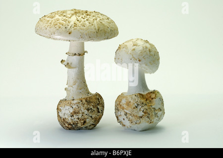 False Death Cap, Citron Amanita (Amanita citrina var. alba), young and older fungus, studio picture Stock Photo