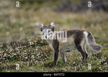 arctic fox, polar fox (Alopex lagopus, Vulpes lagopus), in arctic summer, Norway Stock Photo