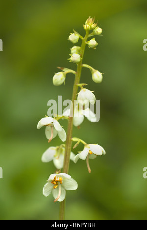 large wintergreen (Pyrola rotundifolia), blooming, Germany, Saarland, Fechingen Stock Photo