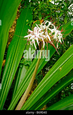 Royal Botanic Gardens Kew in Richmond London England Palm house Tropical glasshouse. Spider lily. Crinum asiaticum