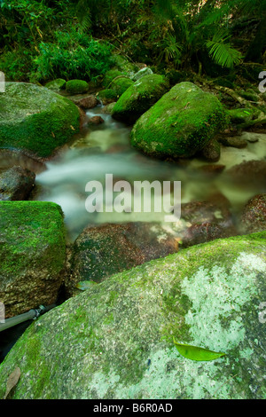 Wurumbu Creek is a small stream in the Mossman Gorge section of Daintree National Park, Queensland, Australia Stock Photo